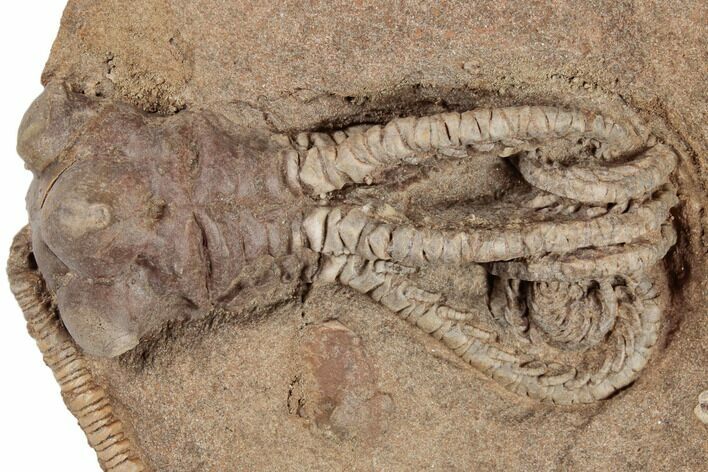 Fossil Crinoid (Jimbacrinus) - Gascoyne Junction, Australia #188629